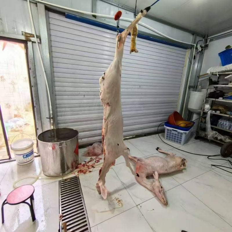 鹿白条批发大量有货新鲜肉质鲜嫩源头直发