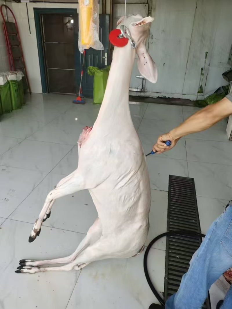 鹿白条批发大量有货新鲜肉质鲜嫩源头直发