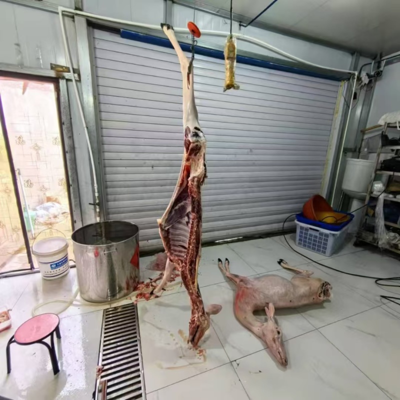 鹿白条批发大量有货新鲜肉质鲜嫩源头直发