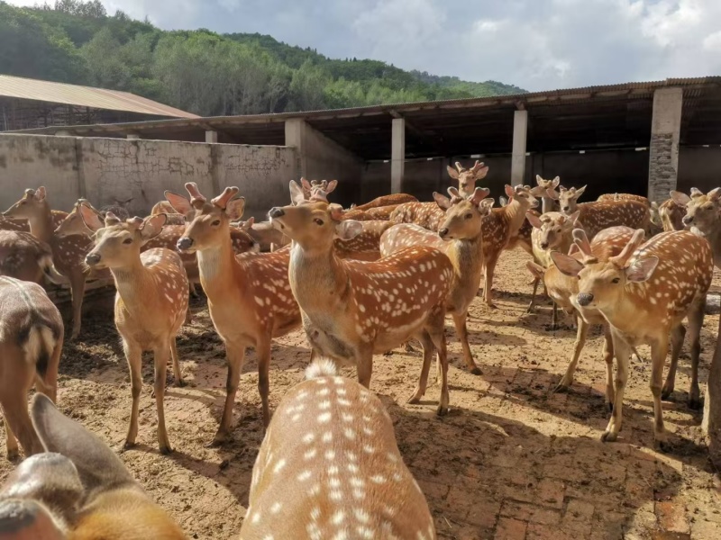 鹿白条批发大量有货新鲜肉质鲜嫩源头直发