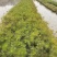 精品纸莎草优质纸莎草