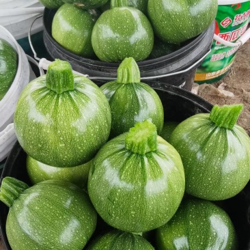 西葫芦苗质量保证常年供应，品质优势抗优势
