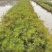 精品纸莎草优质纸莎草