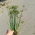 精品纸莎草优质纸莎草