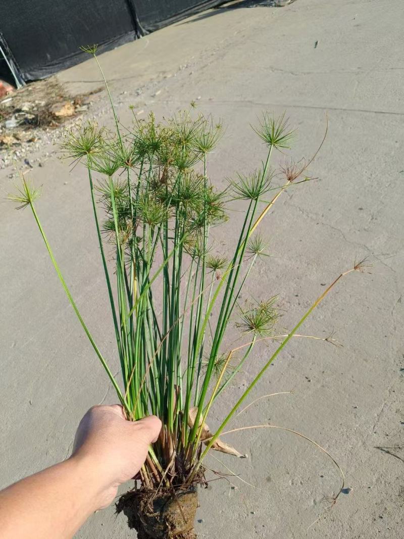 精品纸莎草优质纸莎草