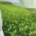 精品纸莎草优质纸莎草