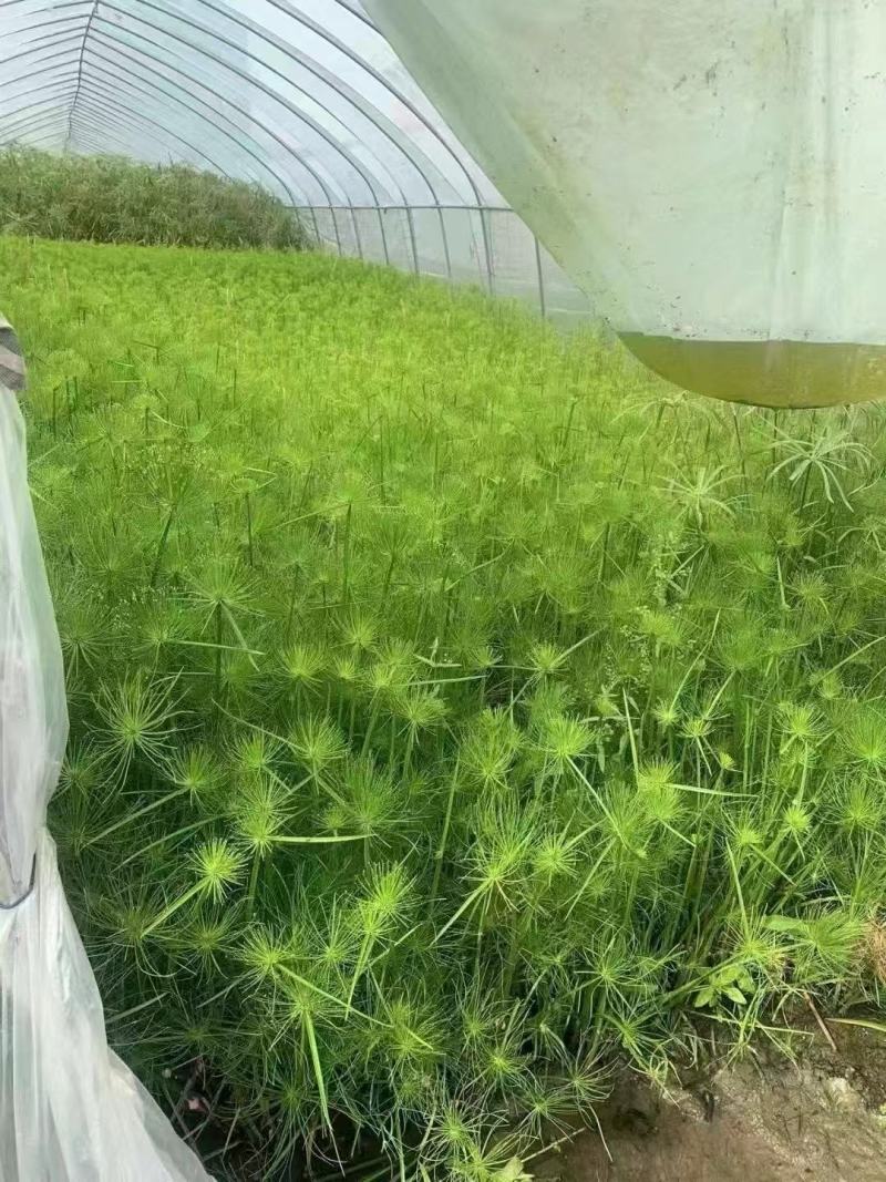 精品纸莎草优质纸莎草