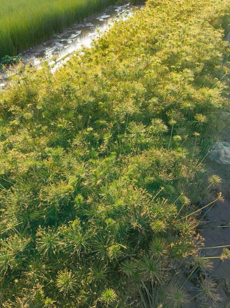 精品纸莎草优质纸莎草