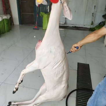 鹿白条批发大量有货新鲜肉质鲜嫩源头直发
