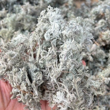 茵陈，干货，量大价格可谈，根苗，种子也有，欢迎咨询！