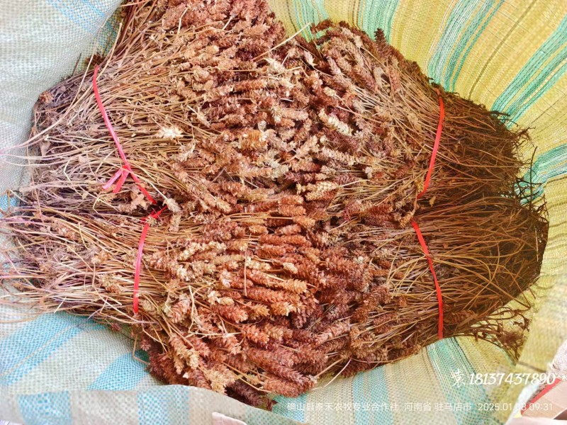 夏枯草全棵，捆把顺草，颜色靓丽，产地直发一手货源