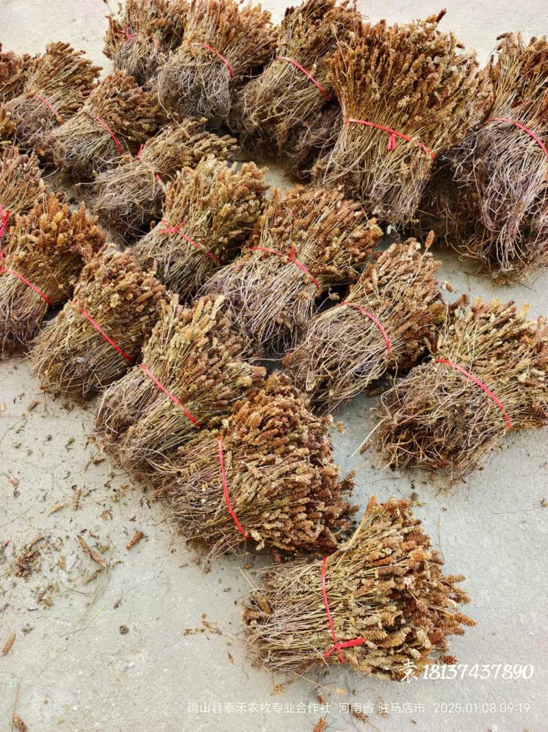 夏枯草全棵，捆把顺草，颜色靓丽，产地直发一手货源