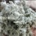 茵陈，干货，量大价格可谈，根苗，种子也有，欢迎咨询！