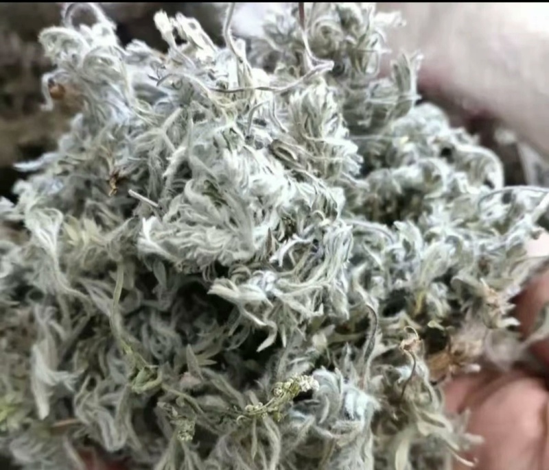 茵陈，干货，量大价格可谈，根苗，种子也有，欢迎咨询！