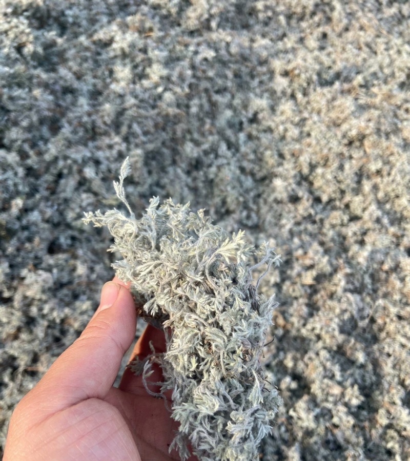 茵陈，干货，量大价格可谈，根苗，种子也有，欢迎咨询！