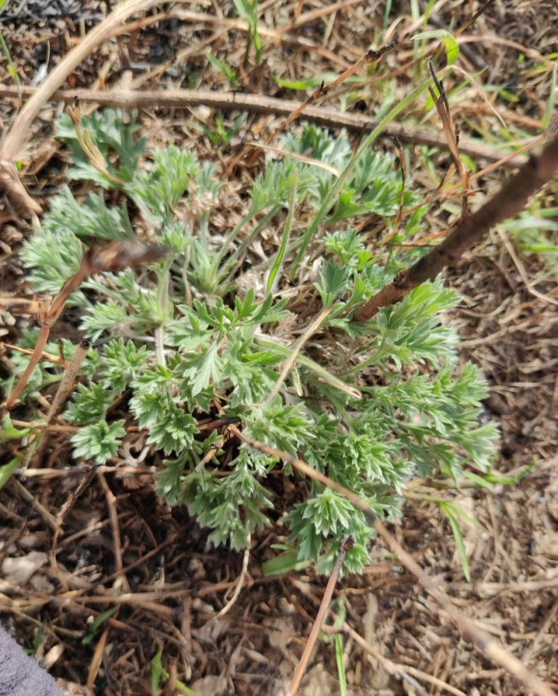 茵陈，干货，量大价格可谈，根苗，种子也有，欢迎咨询！