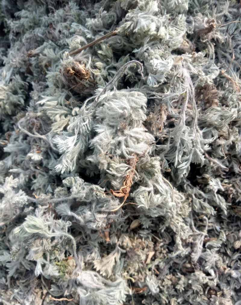 茵陈，干货，量大价格可谈，根苗，种子也有，欢迎咨询！