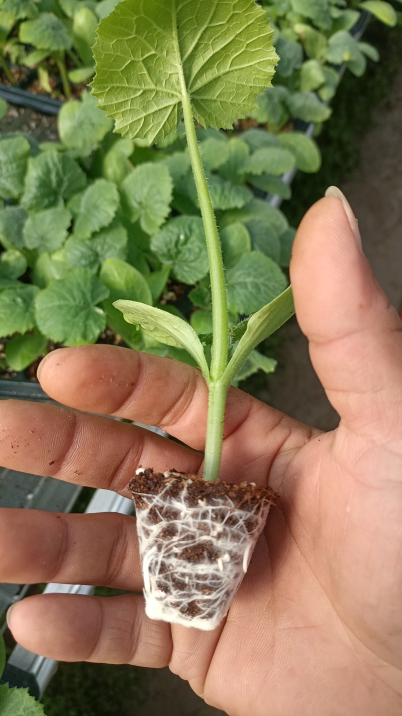 西葫芦苗质量保证常年供应，品质优势抗优势