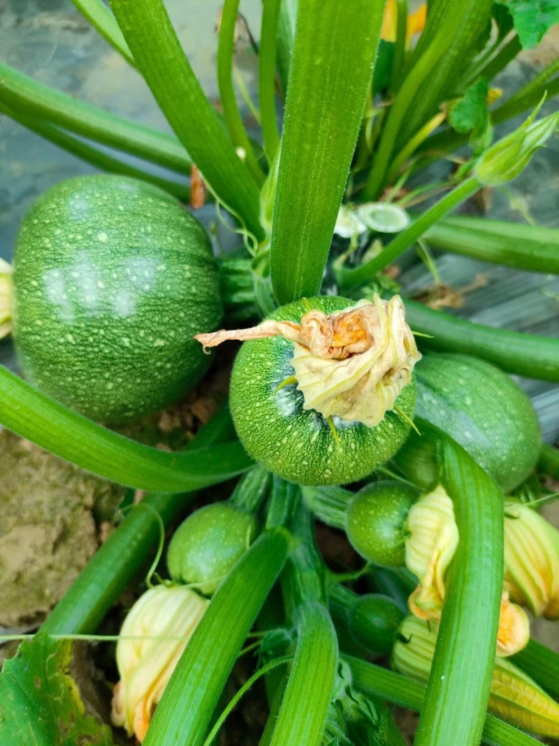 西葫芦苗质量保证常年供应，品质优势抗优势
