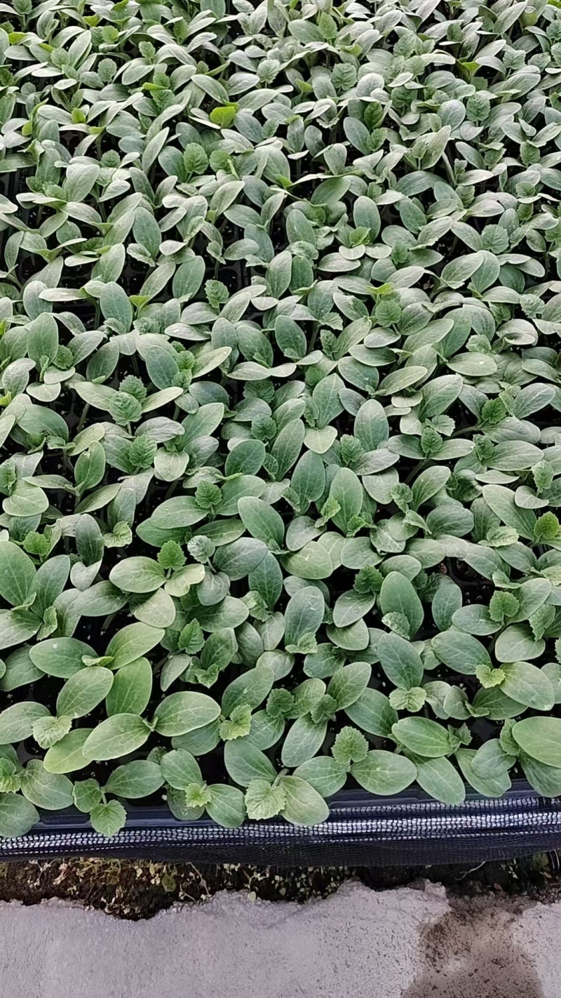 西葫芦苗质量保证常年供应，品质优势抗优势