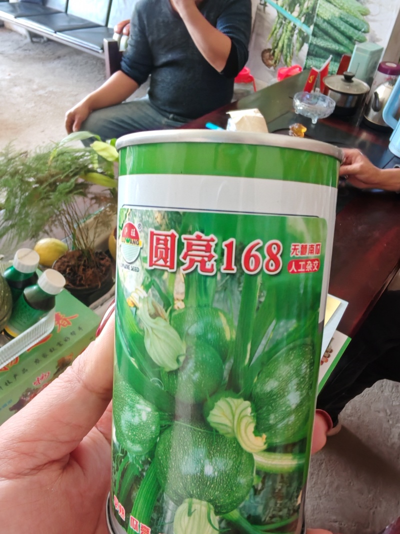 西葫芦苗质量保证常年供应，品质优势抗优势