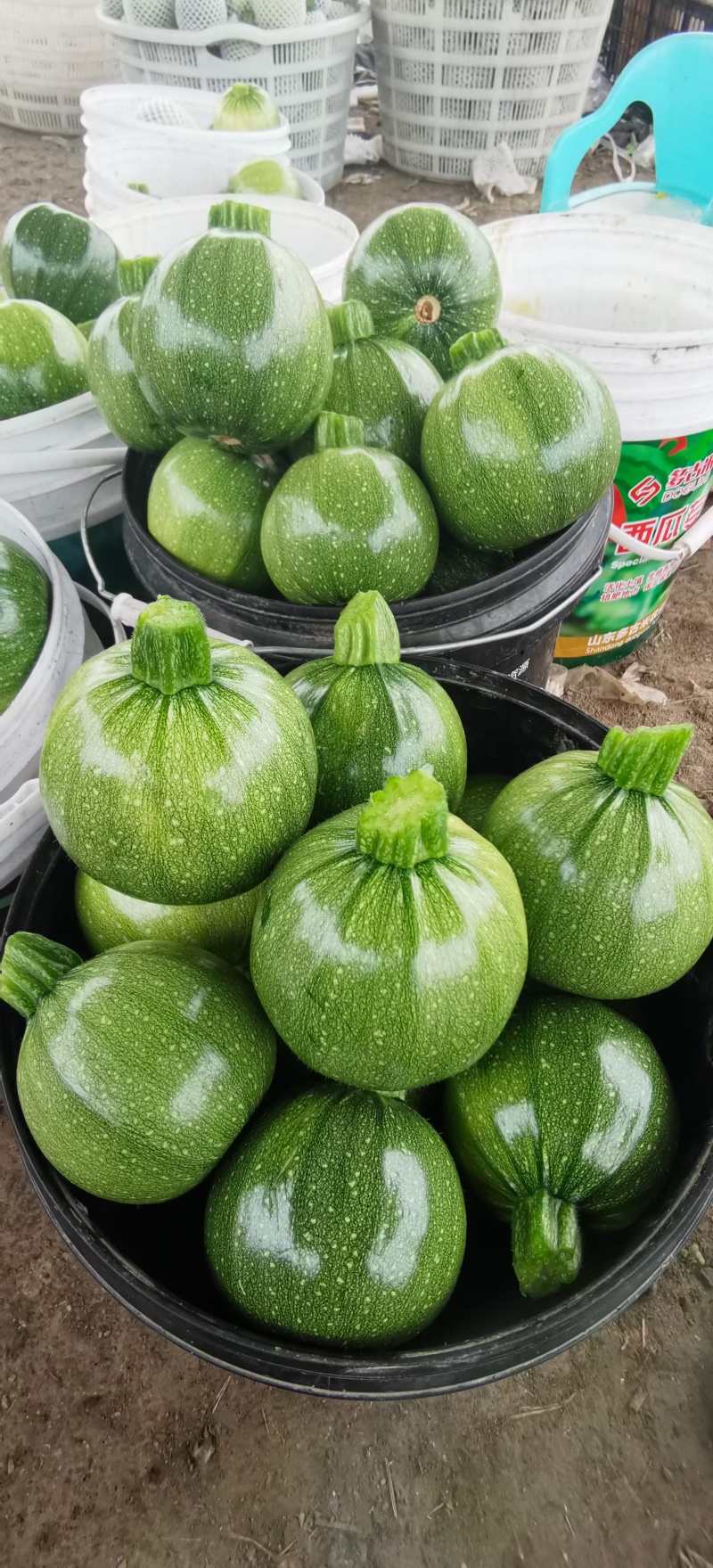 西葫芦苗质量保证常年供应，品质优势抗优势