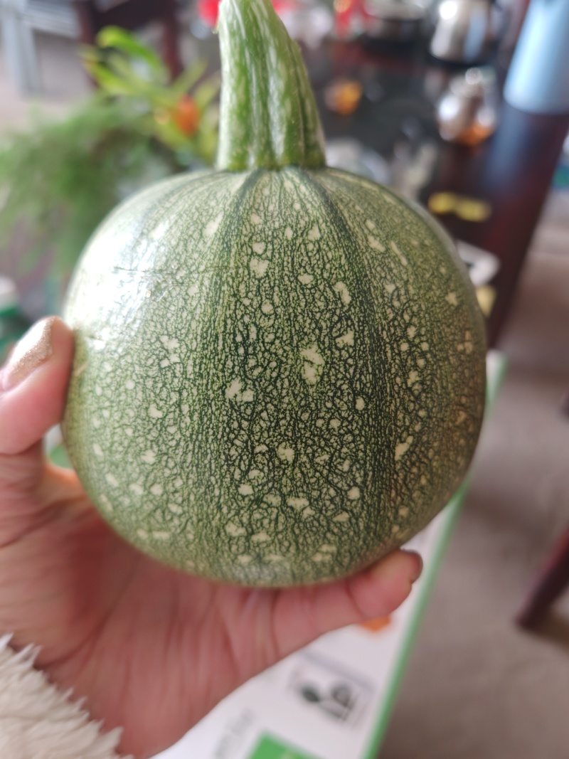 西葫芦苗质量保证常年供应，品质优势抗优势