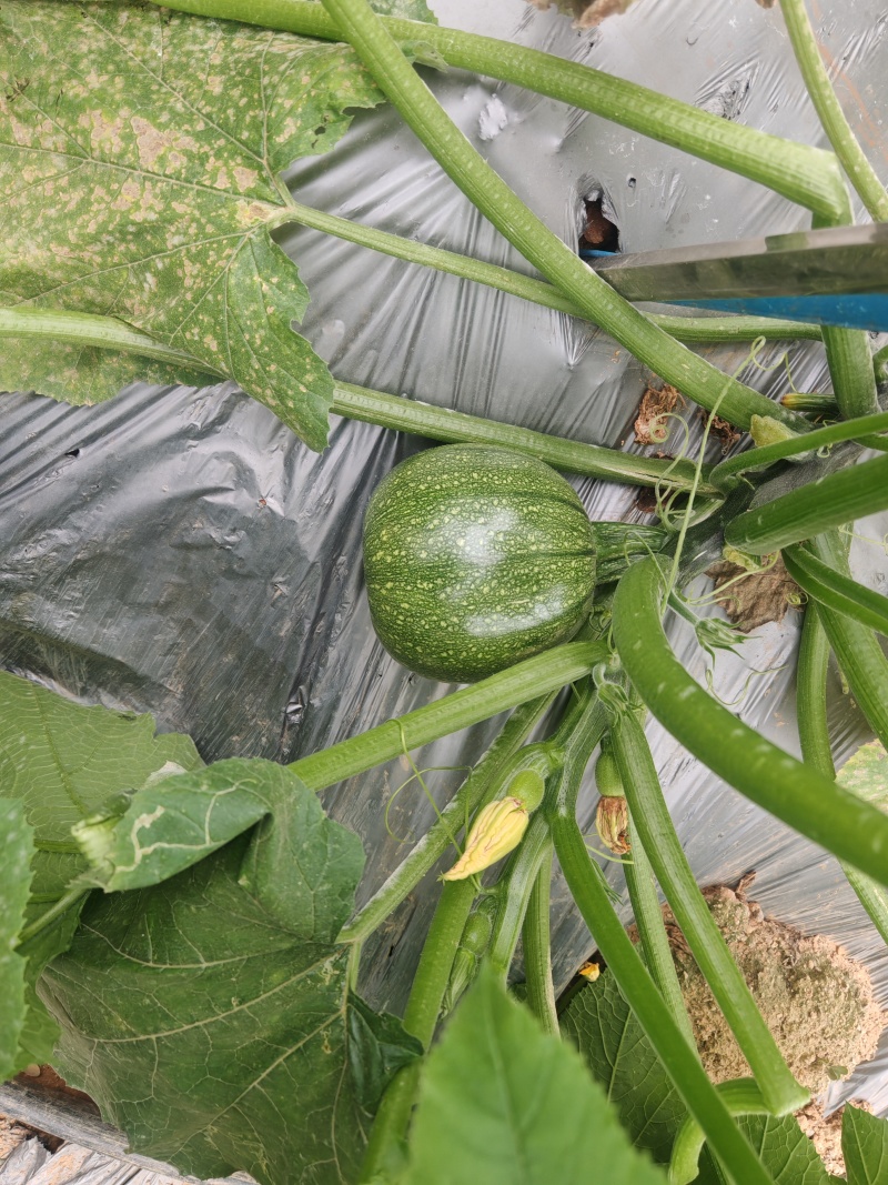 西葫芦苗质量保证常年供应，品质优势抗优势