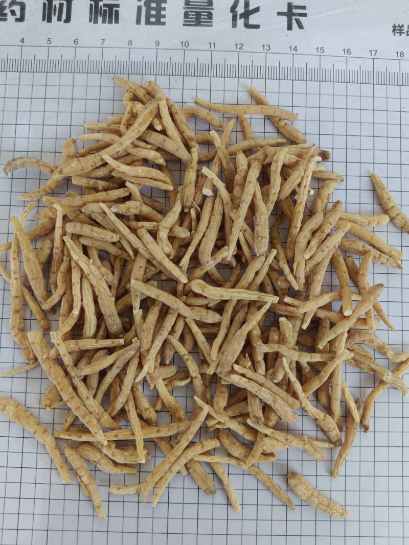 太子参娃儿参娃娃参，无硫实拍现货质量保证产地一手货源