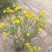 旋覆花，统货，选货，自然晒干，无硫化无熏染，欢迎批发零售
