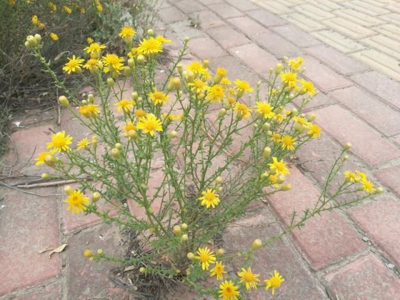 旋覆花，统货，选货，自然晒干，无硫化无熏染，欢迎批发零售