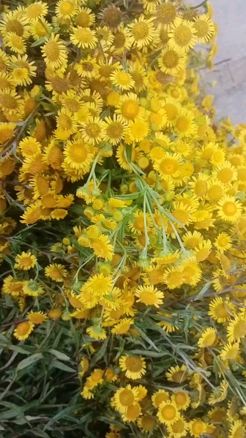 旋覆花，统货，选货，自然晒干，无硫化无熏染，欢迎批发零售