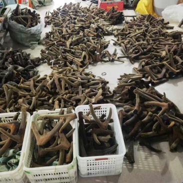 干鹿茸批发打粉鹿茸片鹿茸段鹿茸片便宜地滩