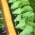 【推荐】云南精品生菜苗品质保障专业培育可看货欢迎致电