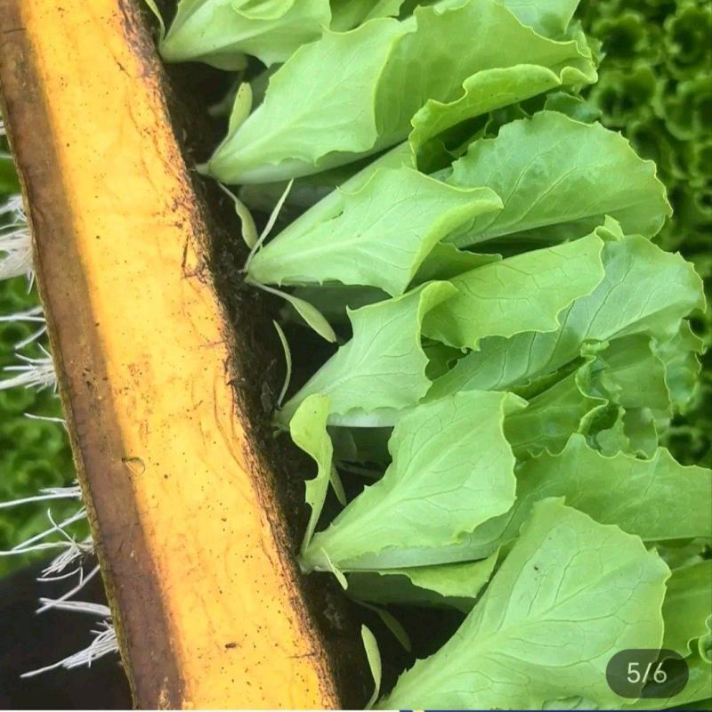 【推荐】云南精品生菜苗品质保障专业培育可看货欢迎致电