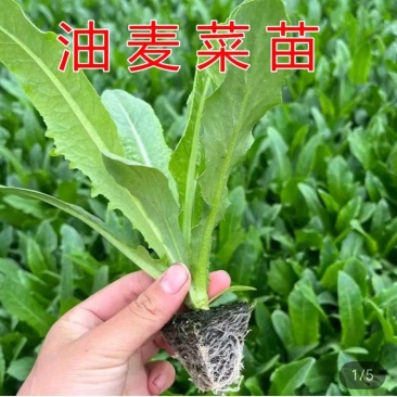 【热卖】精品油麦菜苗产地直发量大价优可视频看货欢迎