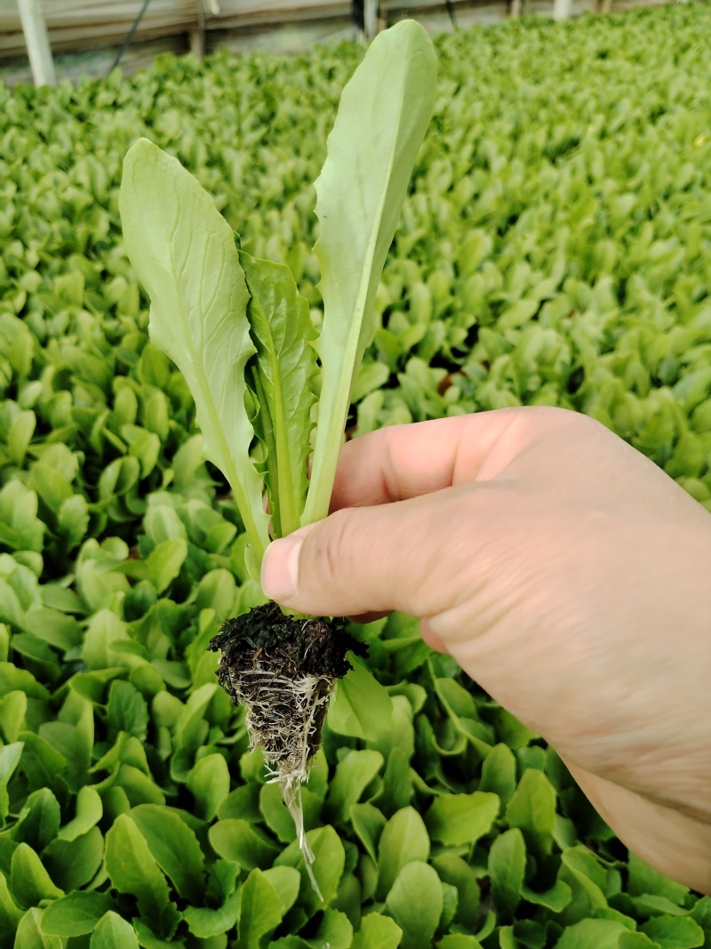 【热卖】精品油麦菜苗产地直发量大价优可视频看货欢迎