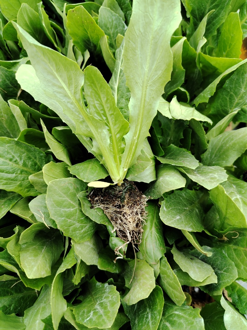 【热卖】精品油麦菜苗产地直发量大价优可视频看货欢迎