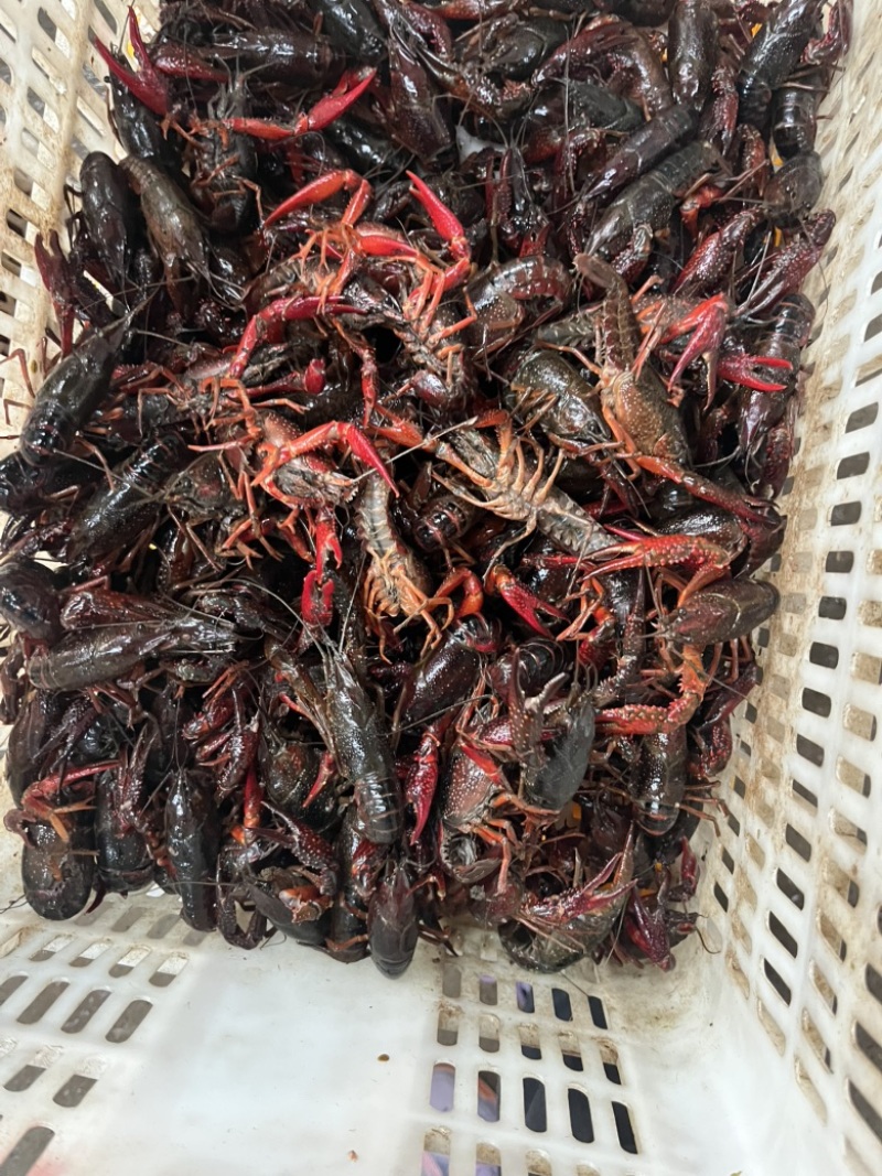 小龙虾
