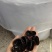 秋木耳黑龙江吉林黑木耳产地一件代发