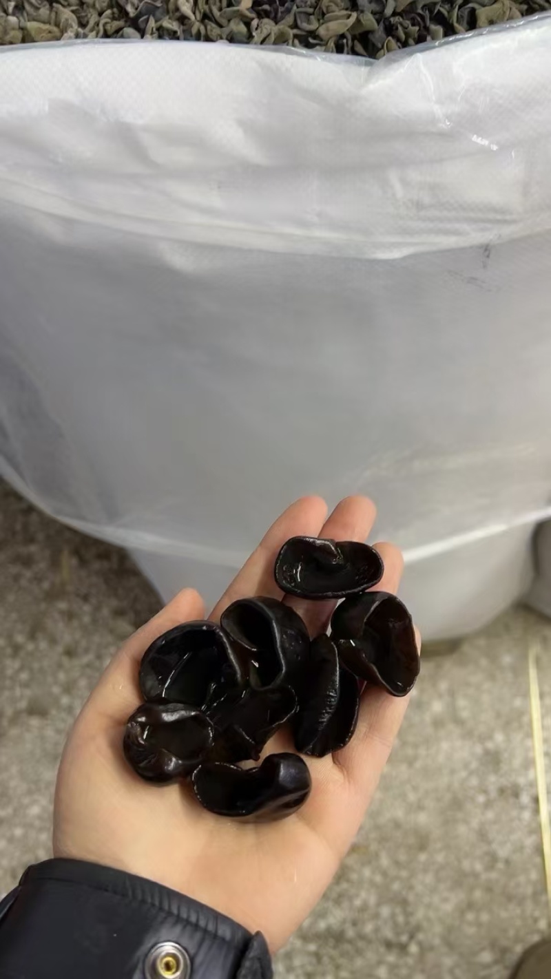 秋木耳黑龙江吉林黑木耳产地一件代发
