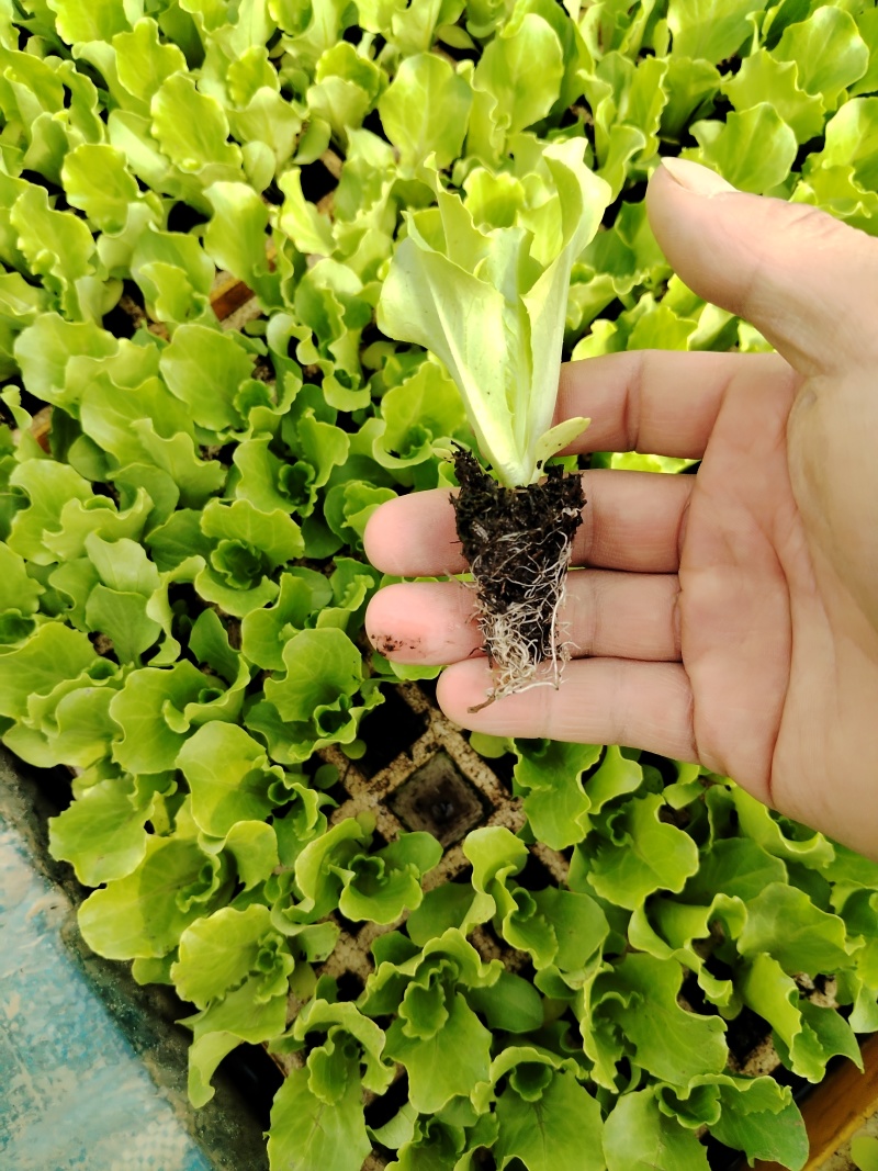 主营意大利苗生菜苗产地直发专业培育品质保障欢迎致电