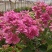 三角梅小苗基地批发庭院种植藤本围墙爬藤花梅花三角梅树