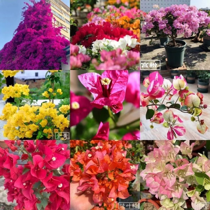 三角梅小苗基地批发庭院种植藤本围墙爬藤花梅花三角梅树