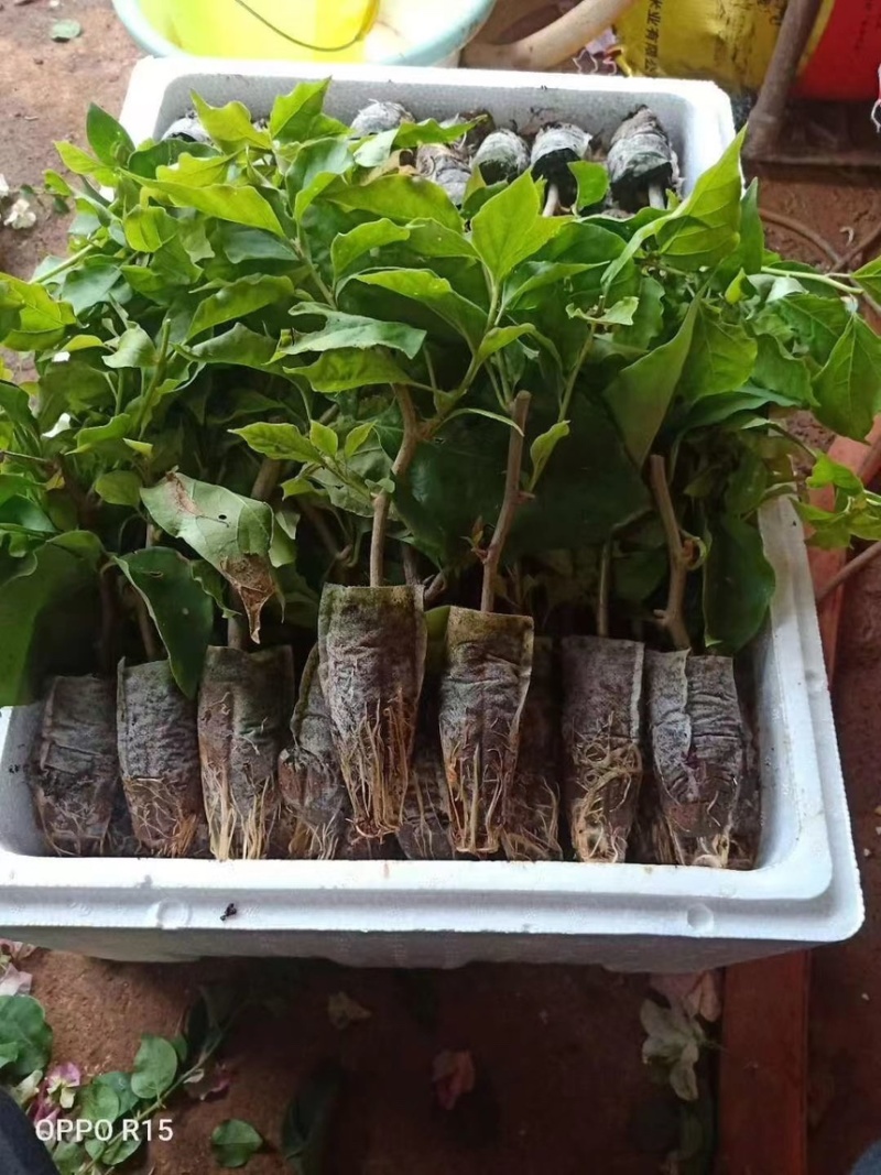 三角梅小苗基地批发庭院种植藤本围墙爬藤花梅花三角梅树