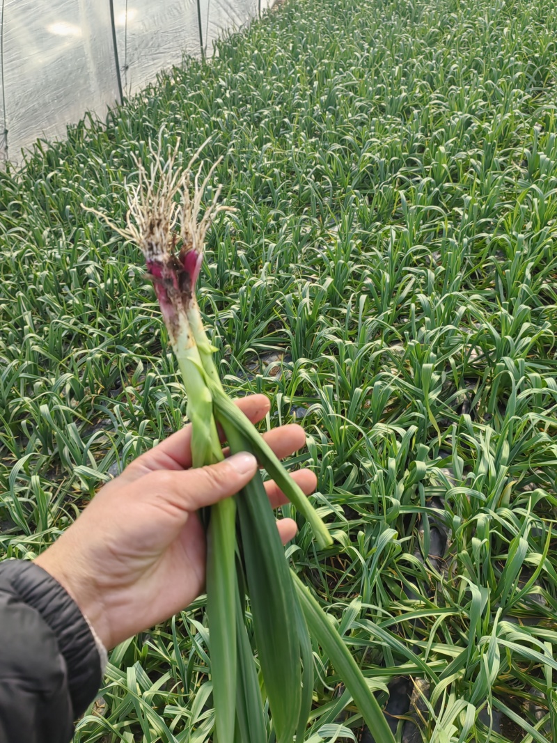 邳州红根蒜苗大量现货