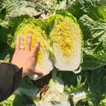 【日销百吨】山东滕州，北京新三号白菜，个大饱满，各种包装