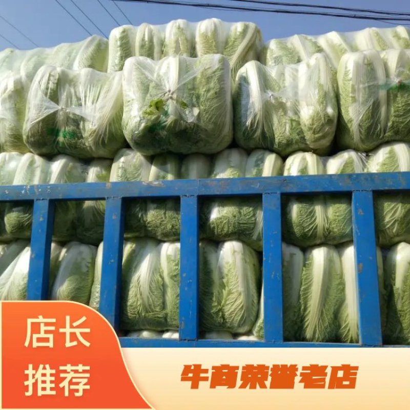 【日销百吨】山东滕州，北京新三号白菜，个大饱满，各种包装