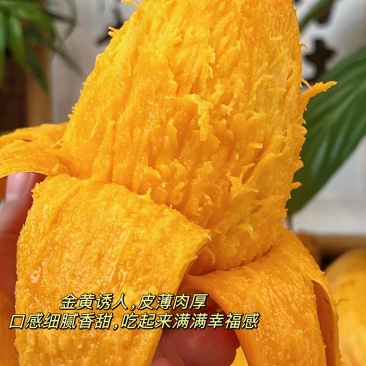 【一件代发产地直出物美价廉】海南小台芒