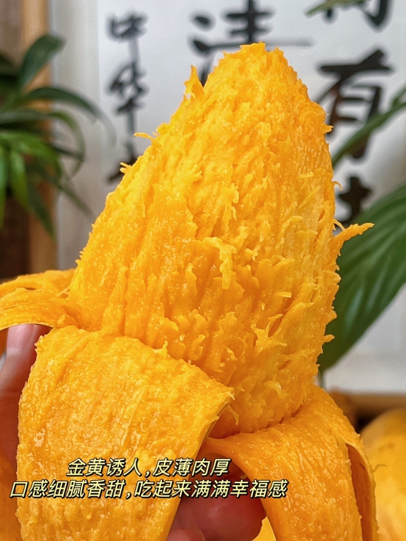 【一件代发产地直出物美价廉】海南小台芒